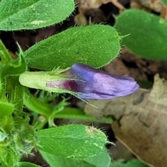 Vicia sativa (Common Vetch) at Sullivans Creek, Lyneham South - 26 Oct 2023 by trevorpreston