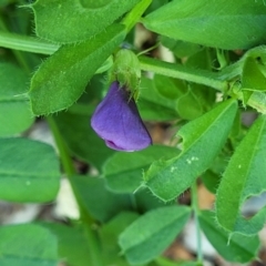 Vicia sativa at Lyneham, ACT - 27 Oct 2023