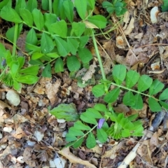 Vicia sativa at Lyneham, ACT - 27 Oct 2023