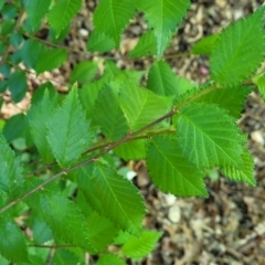 Ulmus procera (English Elm) at Sullivans Creek, Lyneham South - 26 Oct 2023 by trevorpreston