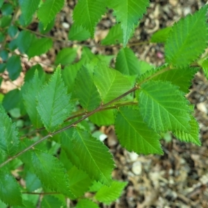 Ulmus procera at Lyneham, ACT - 27 Oct 2023