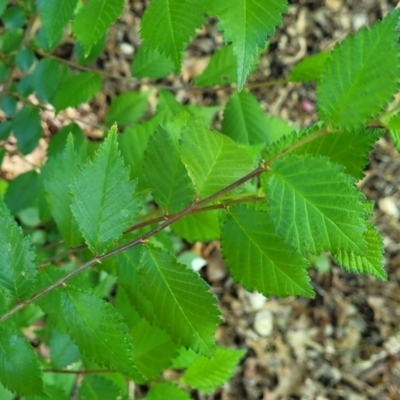 Ulmus procera (English Elm) at Sullivans Creek, Lyneham South - 26 Oct 2023 by trevorpreston