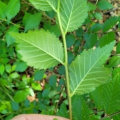 Ulmus procera at Lyneham, ACT - 27 Oct 2023 08:43 AM