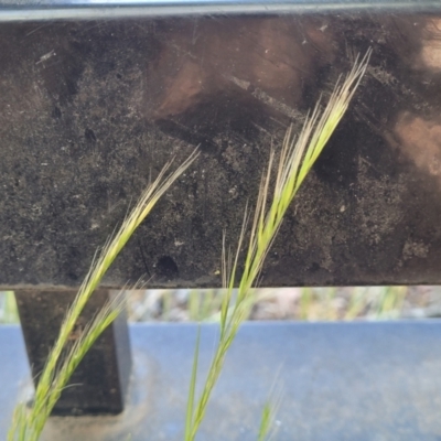 Vulpia bromoides (Squirrel-tail Fescue, Hair Grass) at Lyneham, ACT - 27 Oct 2023 by trevorpreston