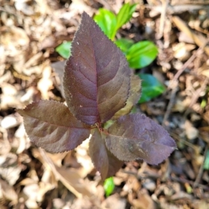 Prunus cerasifera at Lyneham, ACT - 27 Oct 2023