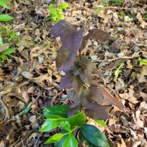 Prunus cerasifera at Lyneham, ACT - 27 Oct 2023