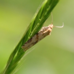 Merophyas divulsana (Lucerne Leafroller) at Hughes, ACT - 22 Oct 2023 by LisaH