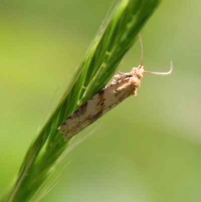 Merophyas divulsana (Lucerne Leafroller (Tortricinae, Archipini) at Hughes, ACT - 22 Oct 2023 by LisaH