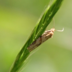 Merophyas divulsana at Hughes, ACT - 22 Oct 2023 11:27 AM