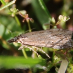 Eudonia cleodoralis (A Crambid moth) at Hughes Grassy Woodland - 23 Oct 2023 by LisaH