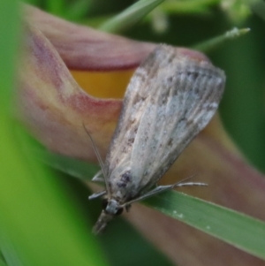 Eudonia cleodoralis at Hughes, ACT - 23 Oct 2023