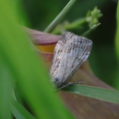 Eudonia cleodoralis at Hughes, ACT - 23 Oct 2023