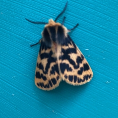 Ardices curvata (Crimson Tiger Moth) at Curtin, ACT - 6 Feb 2022 by iancurtin