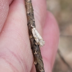 Epitymbia sp. (genus) at Captains Flat, NSW - 27 Oct 2023