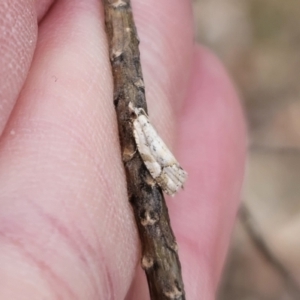 Epitymbia sp. (genus) at Captains Flat, NSW - 27 Oct 2023