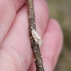 Epitymbia sp. (genus) at Captains Flat, NSW - 27 Oct 2023