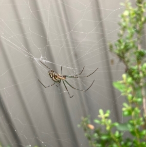 Leucauge dromedaria at Curtin, ACT - 17 Jan 2022