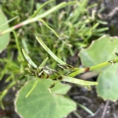 Schoenus maschalinus (Leafy Bog-rush) at Bendoura, NSW - 25 Oct 2023 by JaneR