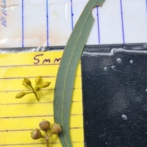 Eucalyptus nicholii at Fadden, ACT - 27 Oct 2023