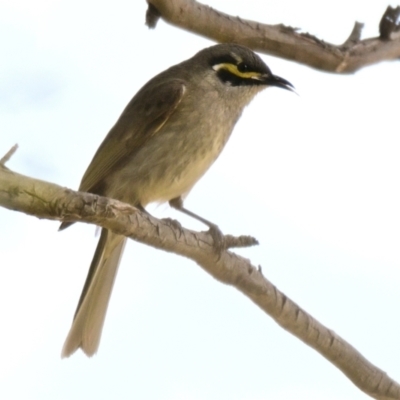 Caligavis chrysops (Yellow-faced Honeyeater) at Giralang, ACT - 27 Oct 2023 by Thurstan