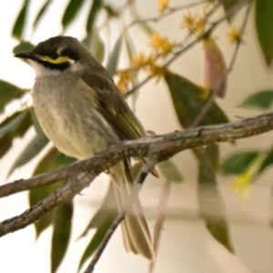 Caligavis chrysops at Giralang, ACT - 27 Oct 2023