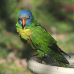 Trichoglossus moluccanus (Rainbow Lorikeet) at Conder, ACT - 10 May 2023 by MichaelBedingfield