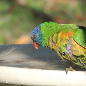 Trichoglossus moluccanus at Conder, ACT - 10 May 2023