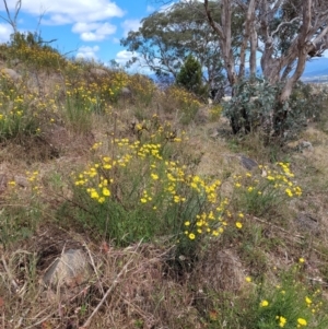 Xerochrysum viscosum at Stromlo, ACT - 27 Oct 2023 11:53 AM