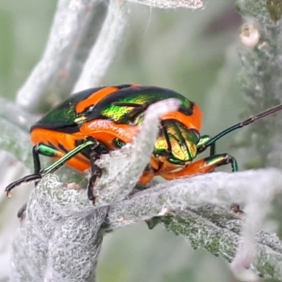 Scutelleridae (family) (Jewel bug, metallic shield bug) at O'Connor, ACT - 27 Oct 2023 by Janet