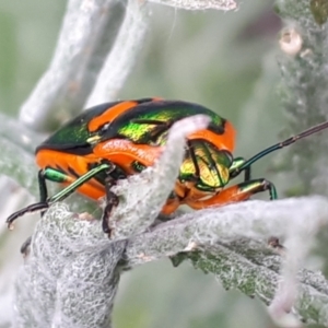 Scutelleridae (family) at suppressed - 27 Oct 2023