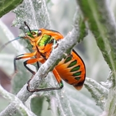 Scutelleridae (family) at suppressed - 27 Oct 2023