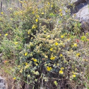 Hibbertia obtusifolia at Stromlo, ACT - 27 Oct 2023