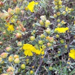 Hibbertia obtusifolia at Stromlo, ACT - 27 Oct 2023