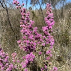 Kunzea parvifolia (Violet Kunzea) at Gang Gang at Yass River - 19 Oct 2023 by SueMcIntyre