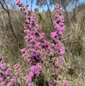 Kunzea parvifolia at Yass River, NSW - 19 Oct 2023