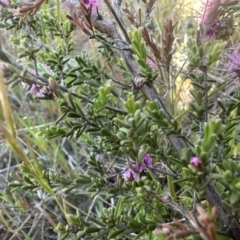 Kunzea parvifolia at Yass River, NSW - 19 Oct 2023