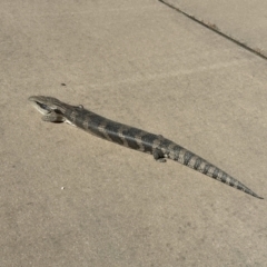 Tiliqua scincoides scincoides (Eastern Blue-tongue) at Gang Gang at Yass River - 9 Oct 2023 by SueMcIntyre