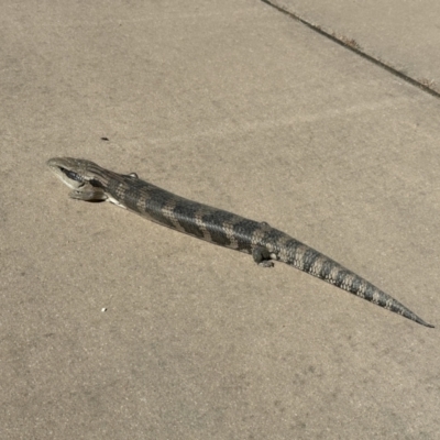 Tiliqua scincoides scincoides (Eastern Blue-tongue) at Yass River, NSW - 10 Oct 2023 by SueMcIntyre