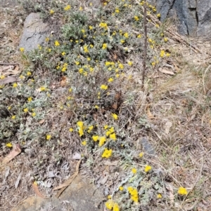 Chrysocephalum apiculatum at Stromlo, ACT - 27 Oct 2023