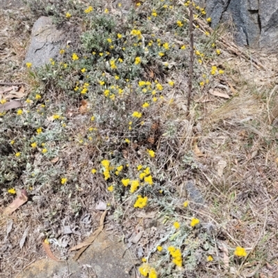 Chrysocephalum apiculatum (Common Everlasting) at Stromlo, ACT - 27 Oct 2023 by psheils