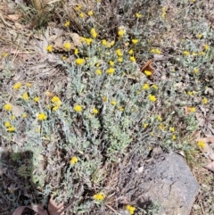 Chrysocephalum apiculatum at Stromlo, ACT - 27 Oct 2023