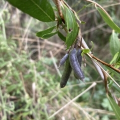 Billardiera heterophylla (Western Australian Bluebell Creeper) at Majura, ACT - 27 Oct 2023 by SilkeSma