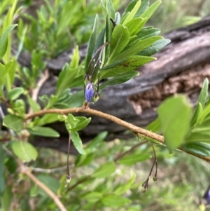 Billardiera heterophylla at Majura, ACT - 27 Oct 2023