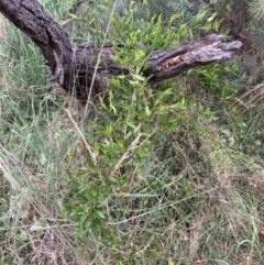 Billardiera heterophylla at Majura, ACT - 27 Oct 2023