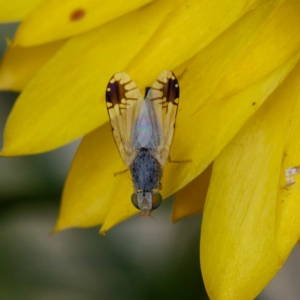 Trupanea (genus) at Harrison, ACT - 27 Oct 2023