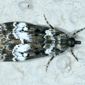 Eudonia protorthra at Ainslie, ACT - 24 Oct 2023 09:06 PM