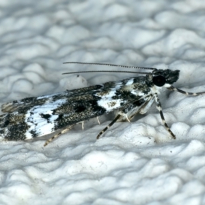 Eudonia protorthra at Ainslie, ACT - 24 Oct 2023 09:06 PM