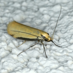 Philobota protecta at Ainslie, ACT - 24 Oct 2023 10:40 PM