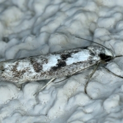 Eusemocosma pruinosa (Philobota Group Concealer Moth) at Ainslie, ACT - 24 Oct 2023 by jb2602