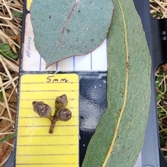 Eucalyptus bridgesiana at Kowen, ACT - 10 May 2024